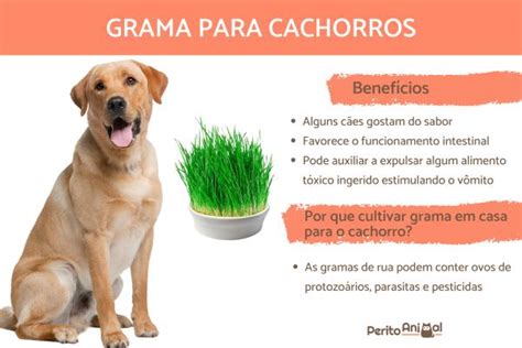 Faz Mal Cachorro Comer Grama Melhores Op Es