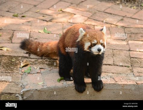 Red Panda At The Chengdu Research Base Of Giant Panda Breeding In