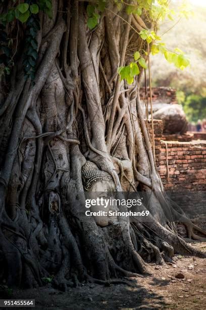 364 Ancient Buddha Face Ayutthaya Thailand Stock Photos, High-Res ...