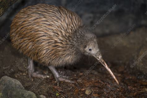 Brown kiwi - Stock Image - C057/9585 - Science Photo Library