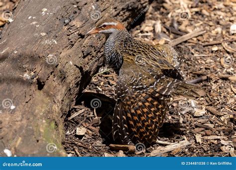 Buff Banded Rail stock photo. Image of australia, banded - 234481038