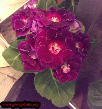 Sinningia speciosa - How to grow & care