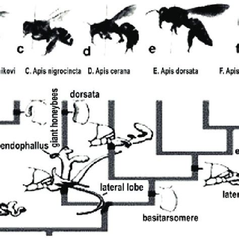 1 Honey Bee Diversity A Apis Mellifera Linnaeus B Apis