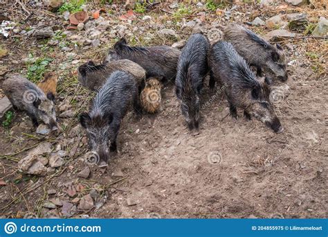 Wild Boars Looking And Guarding The Little Ones With Selective Focus