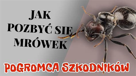 Co na mrówki Walka z uciążliwymi mrówkami Mrówki ogrodowe Oprysk