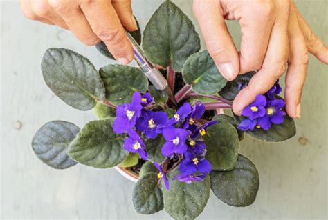 M Todos Para Propagar Violeta Africana A Partir De Una Hoja Somos Recetas