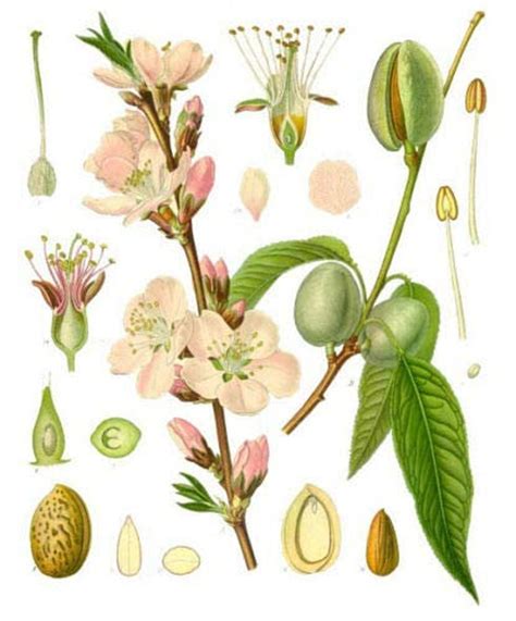 Bitter Almond Tree Prunus Dulcis Var Amara Fresh Seeds Etsy