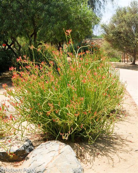 Are Lady Slippers Poisonous at Jason Lindstrom blog