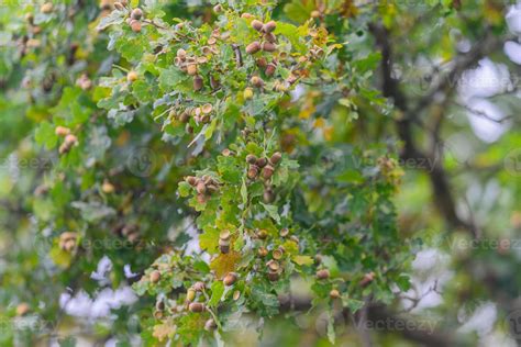 closeup view  vibrant oak tree leaves  acorns set   beautiful