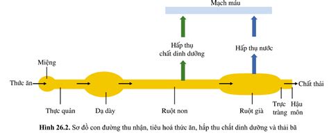 L Thuy T Con Ng Thu Nh N V Ti U H A Th C N H P Th Ch T Dinh