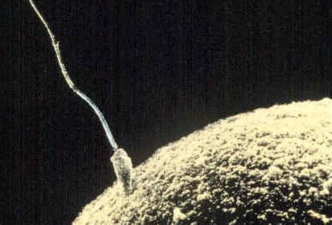 Spermatozoïde Formation des spermatozoïdes chez l homme