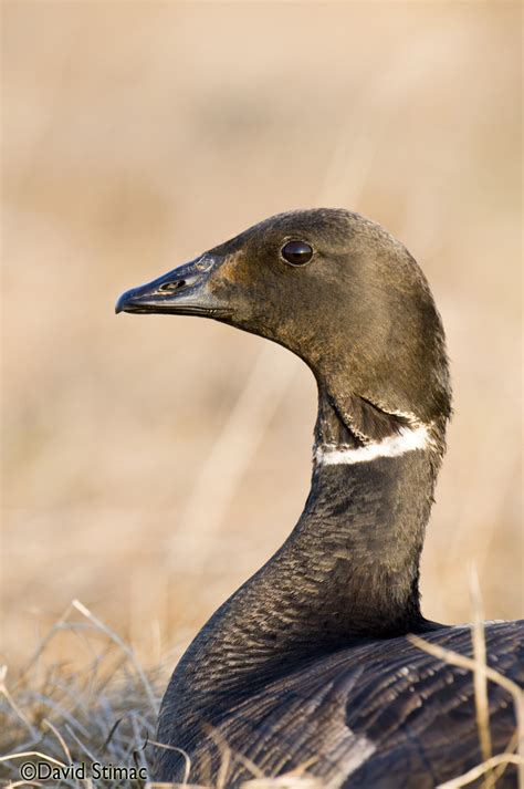 Waterfowl: Black Brant in Humboldt County