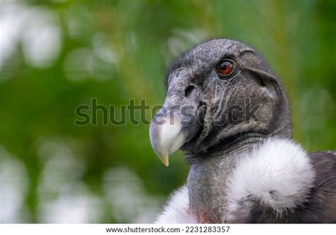 Andean Condor Vultur Gryphus Adult Female Stock Photo 2231283357