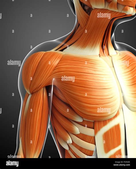 3d Rendered Illustration Of Human Body Anatomy Stock Photo Alamy