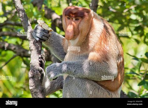 Nose monkey in Borneo Stock Photo - Alamy