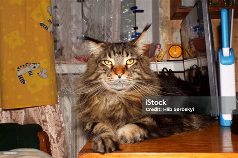 Fotografii de stoc cu Portretul Unei Pisici Amuzante Adulte Gri Maine ...