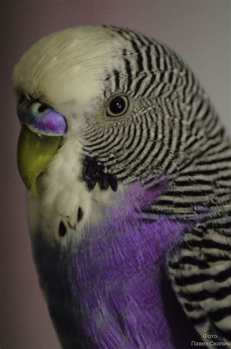 Purple Parakeets As Pets A Complete Guide For First Time Buyers Artofit