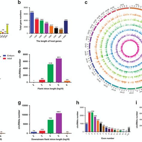 Identification Of Circular Rnas In Bovine Skeletal Muscle Tissue A