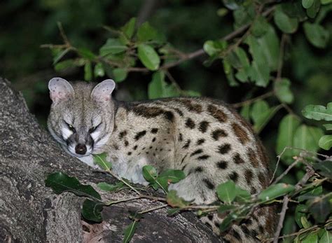 Cape Genet Senalala Safari Lodge Kruger National Park South Africa