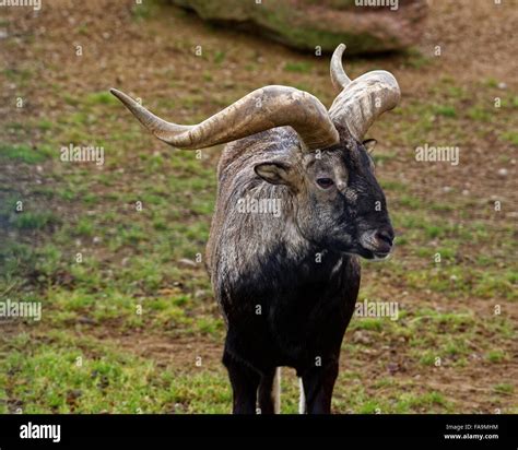 Bharal Or Himalayan Blue Sheep Or Naur Pseudois Nayaur Is A Caprid