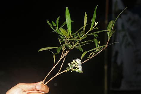 Syzygium Mimicum Myrtaceae Image At Phytoimages Siu Edu