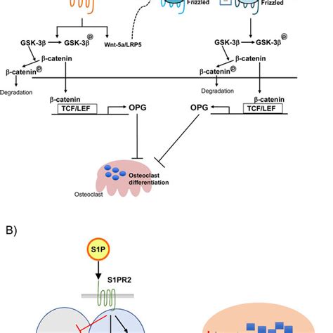 Model For The Regulation Of Osteoblastosteoclast Differentiation And Download Scientific