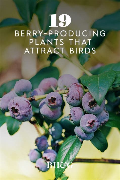 Berry Plants For Birds To See Them Come And Go All Season Berry