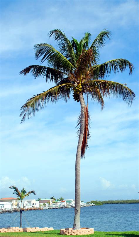 Coconut Palm Tree Free Stock Photo Public Domain Pictures