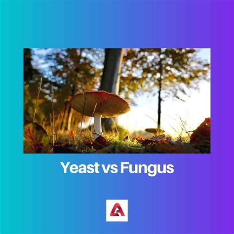 Yeast Vs Fungus Difference And Comparison