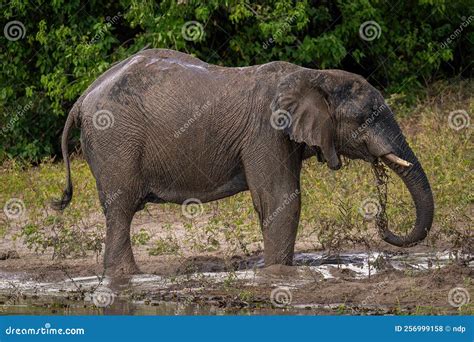 African Elephant Squirts Muddy Water Over Itself Stock Photo Image Of