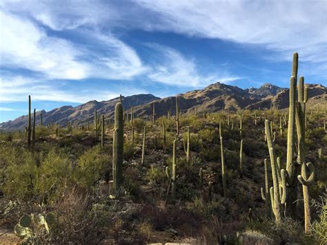 Three Days In Saguaro National Park Western National Parks Association