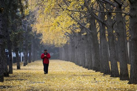 Mitos Y Verdades Del Ginkgo Biloba La Planta Medicinal Que Ayuda A Mejorar El Desempeño Sexual