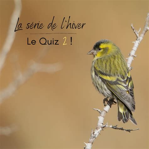 Quiz Oiseaux Archives Une Histoire De Plumes