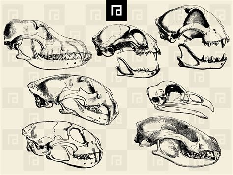 wild animal skulls 12