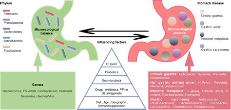 Frontiers Gastric Microbiota Dysbiosis And Helicobacter Pylori Infection