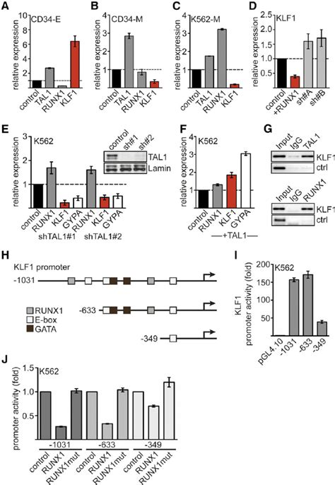 Expression Of Runx1 Tal1 And Klf1 Expression Of Tal1 Runx1 And