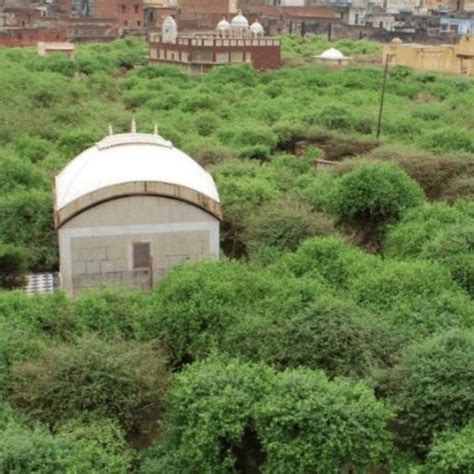 Nidhivan Temple Vrindavan