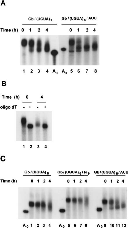 The Auu Motif Can Stimulate Eden Dependent Deadenylation A The