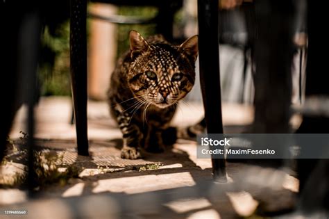 Pemandangan Luar Biasa Kucing Yang Lewat Di Antara Jeruji Pagar Besi