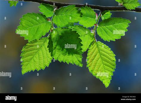 English Elm Foliage Hi Res Stock Photography And Images Alamy
