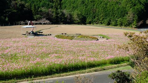 フラワーパークおおずのコスモス畑2021～四季折々の花が咲く大洲市のフォトスポットへ ゆりママんブログ