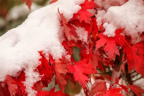 Sugar Maple Tree Branch With Fresh Snow Stock Image Image Of Autumn