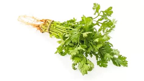 Coriander Storing Tips हिवाळ्यात कोथिंबीर स्टोअर करण्यासाठी फॉलो करा