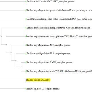 Phylogenetic Tree Obtained Of 16S RDNA Sequences Showing The Position