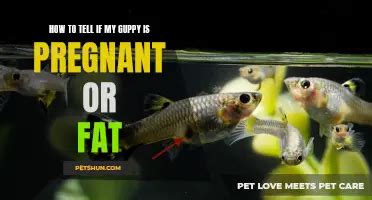 Signs To Spot If Your Cobra Guppy Is Pregnant PetShun