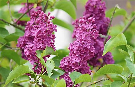 Planting Lilac Bushes And How To Grow Them • The Garden Glove