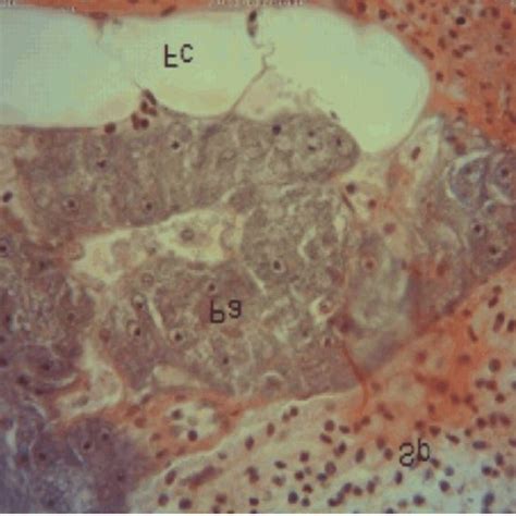 Histological picture of spleen in B. pectoralis Fig. 6: Histological ...