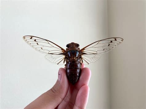 Cicada Sp Spread Real Cicada Clear Wing Cicada Indonesia Etsy