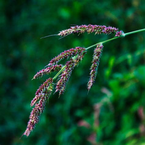 Common Weeds That Look Like Wheat With Pictures