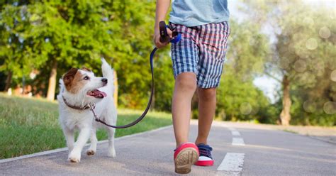 Passeando O Cachorro LIBRAIN